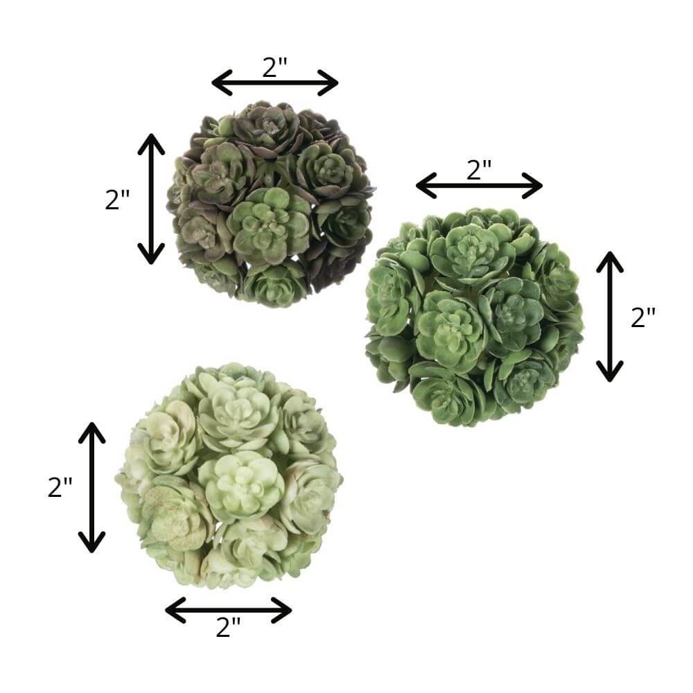 Echeveria Succulent Orbs | Set of 3