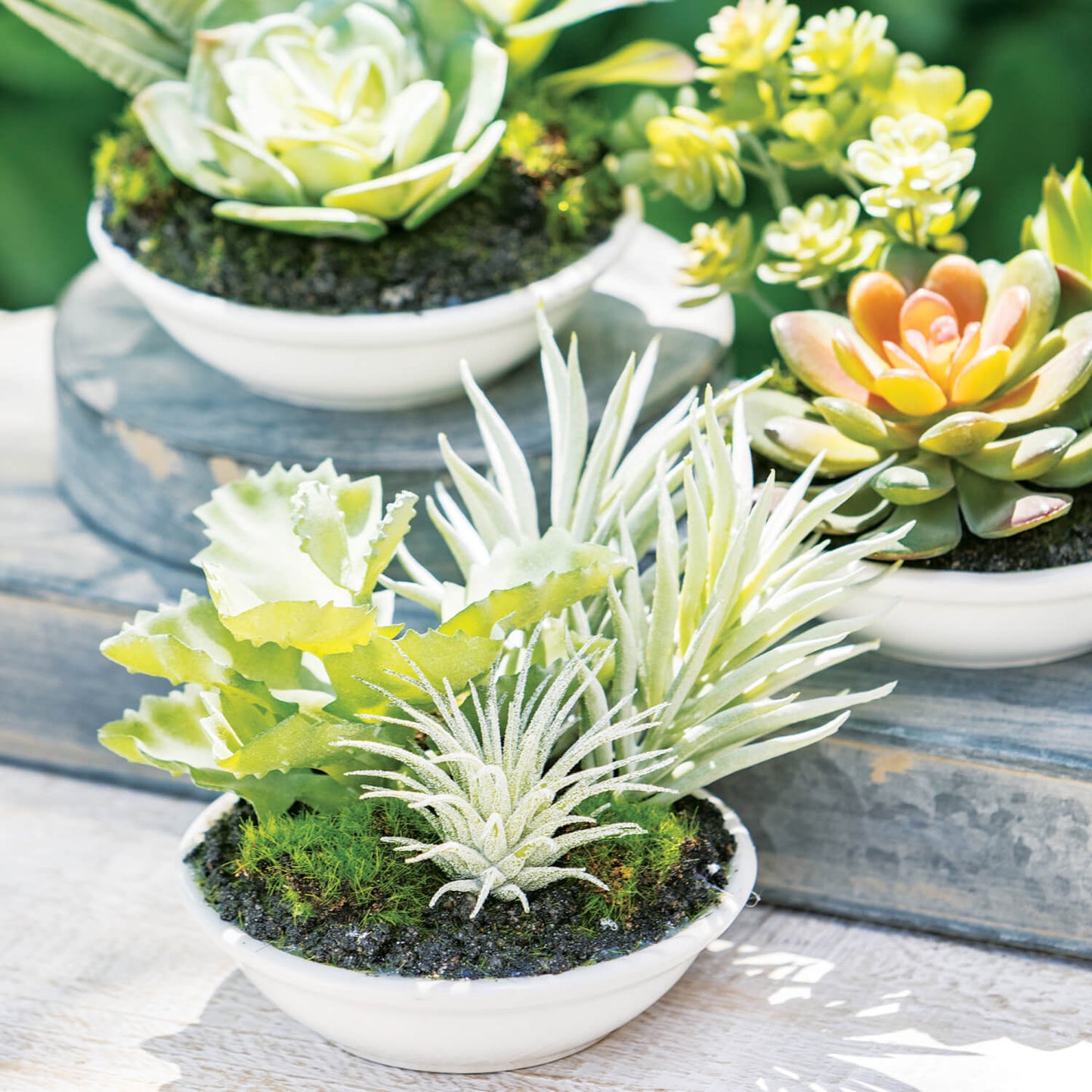 Aeonium Potted Succulents | Set of 3