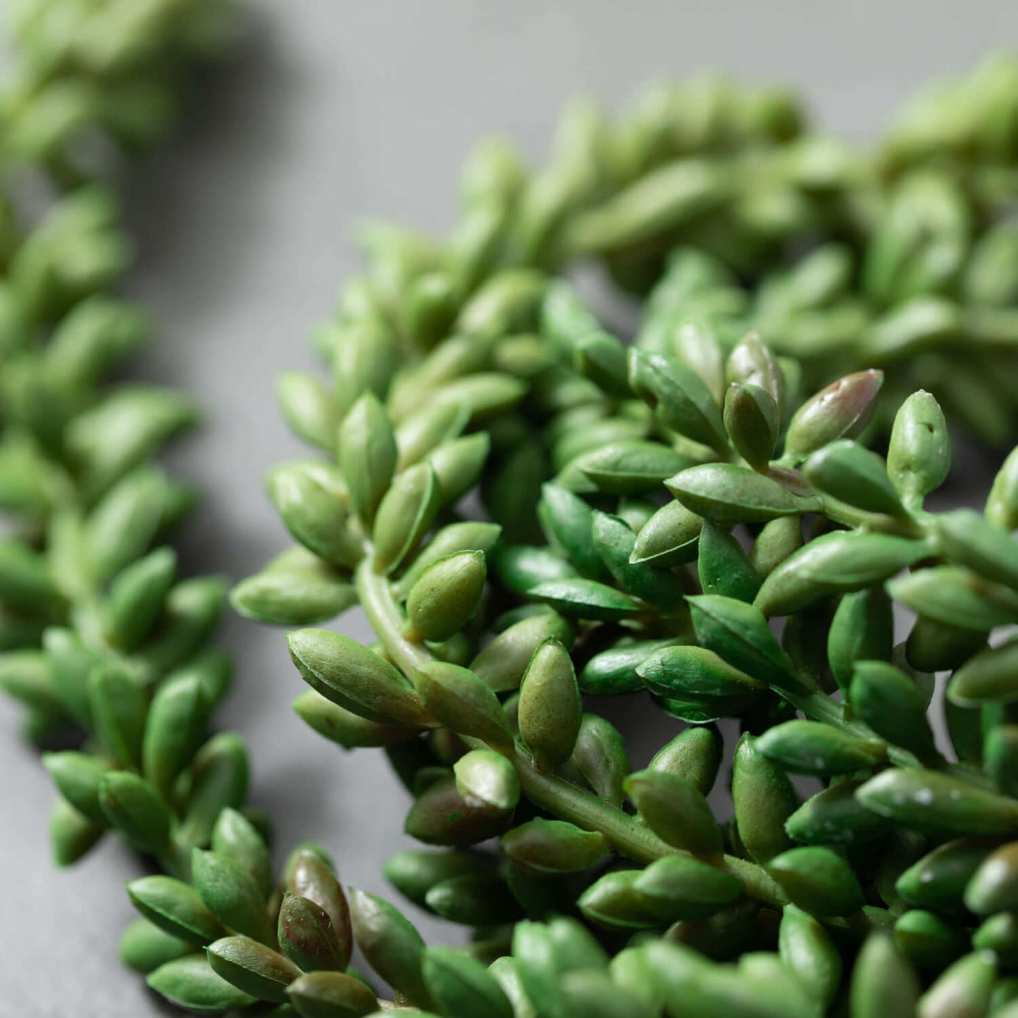 Succulent Hanging Vine Bush