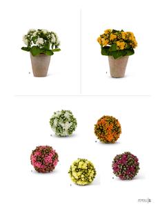 Kalanchoe Ball | 4" | Purple