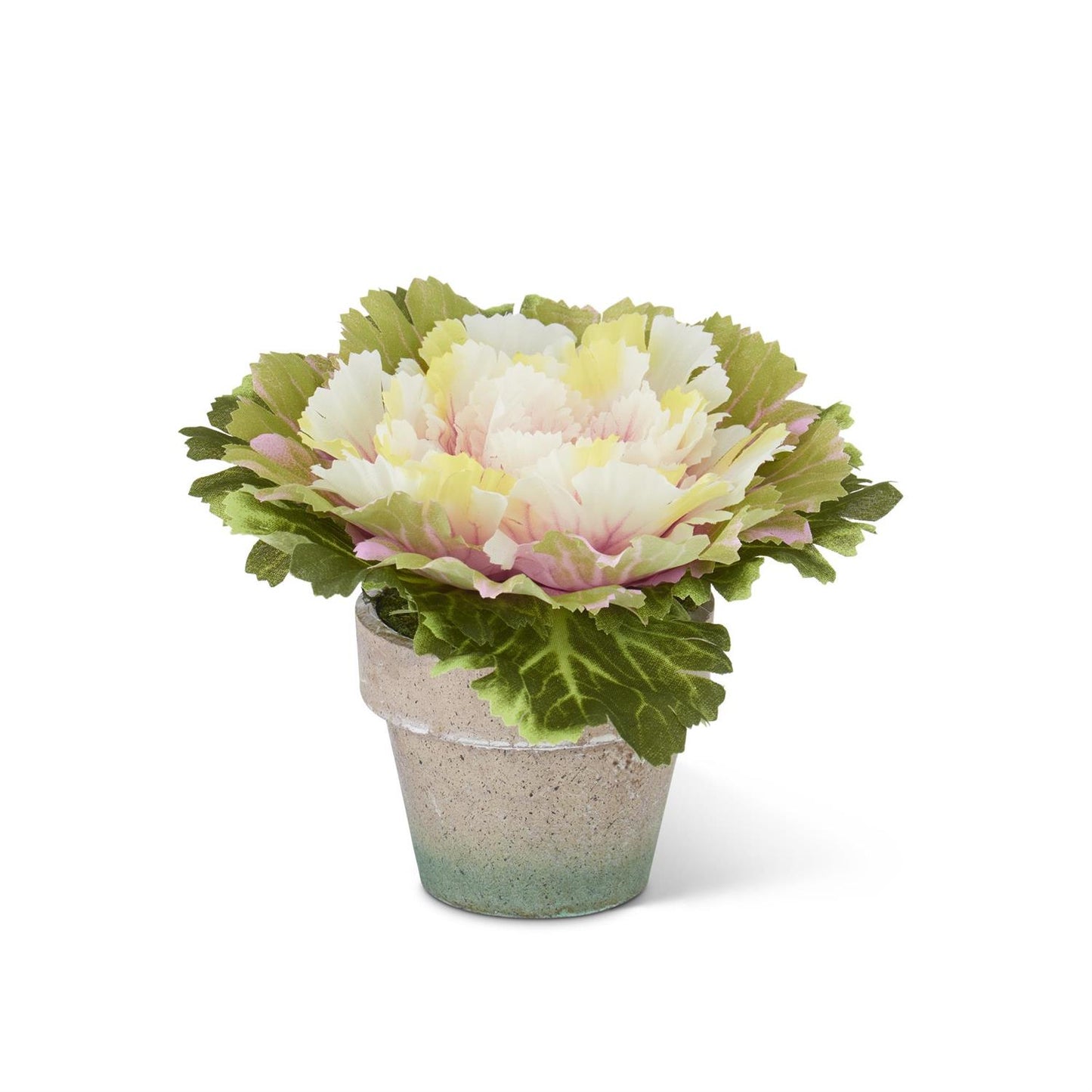 6 Inch Pink Potted Cabbage