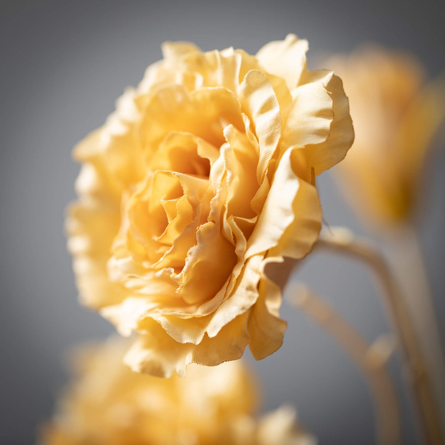 LISIANTHUS Spring Stem | Soft Yellow