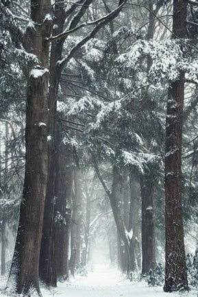 Snow Forest