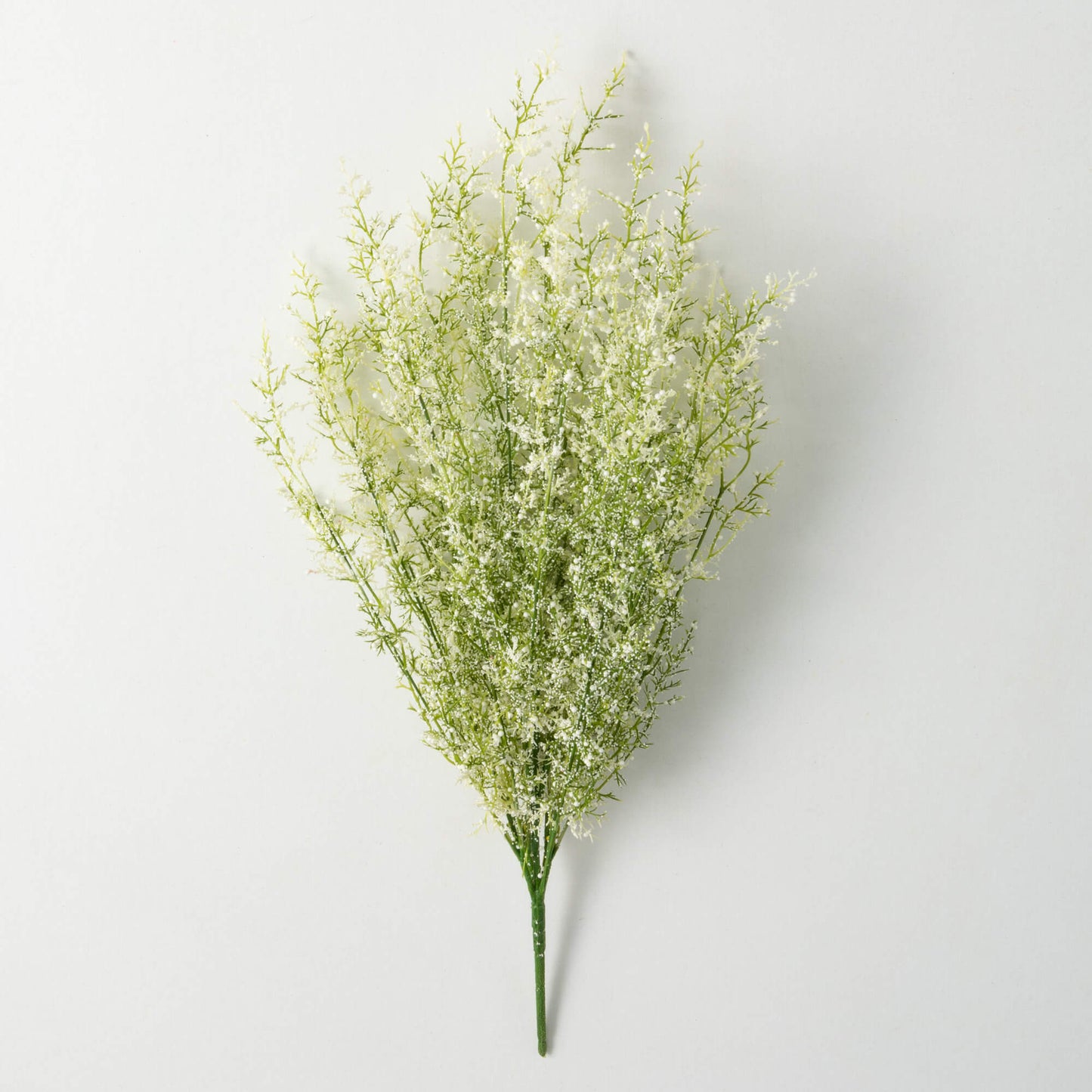 White Fumaria Bush