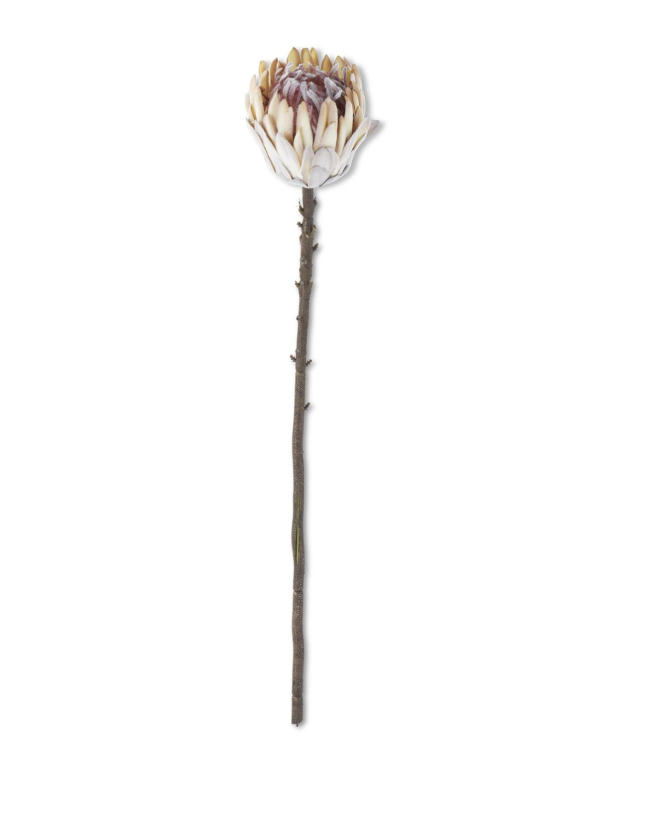 26 Inch Flocked Cream King Protea Stem