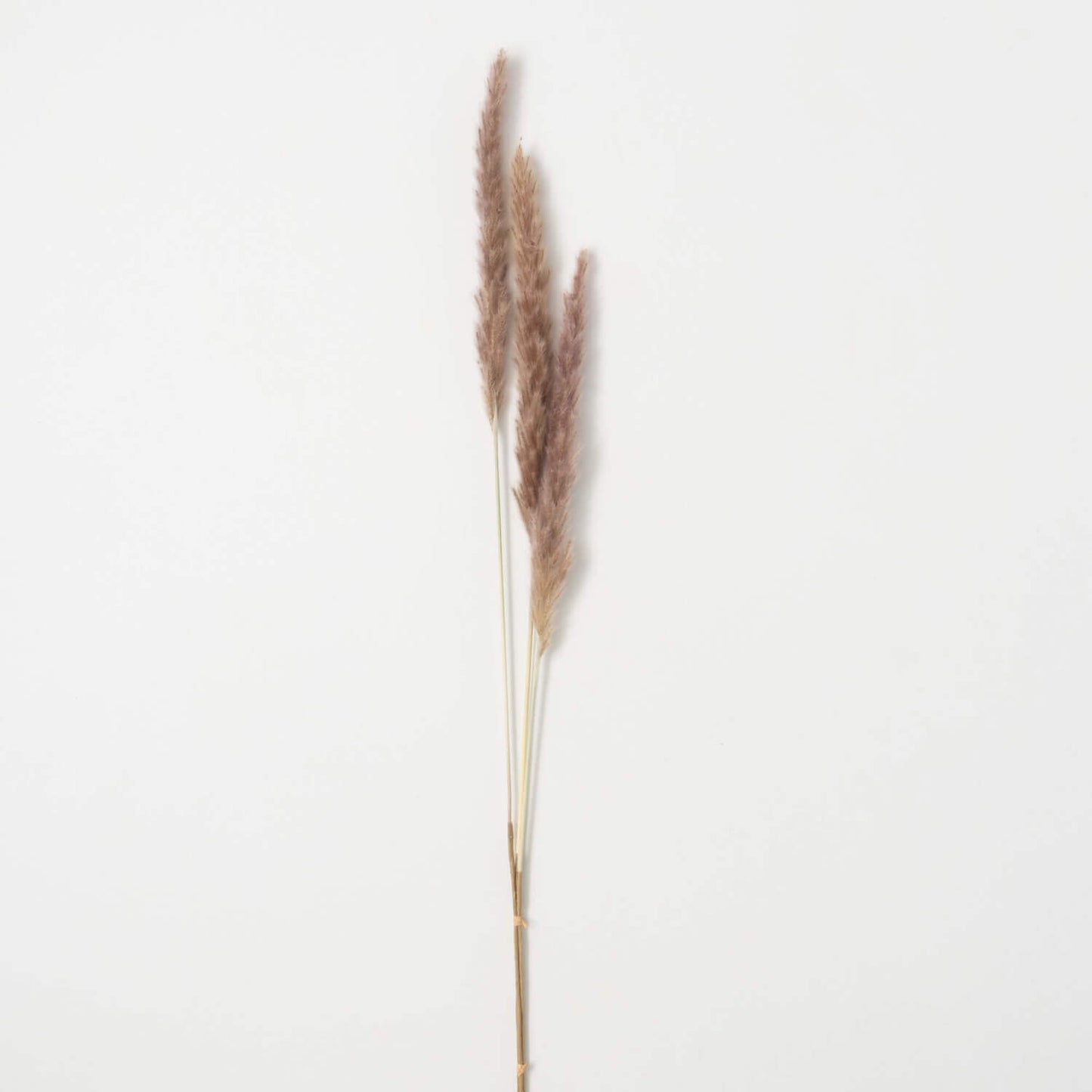 Reed Spray | 38"