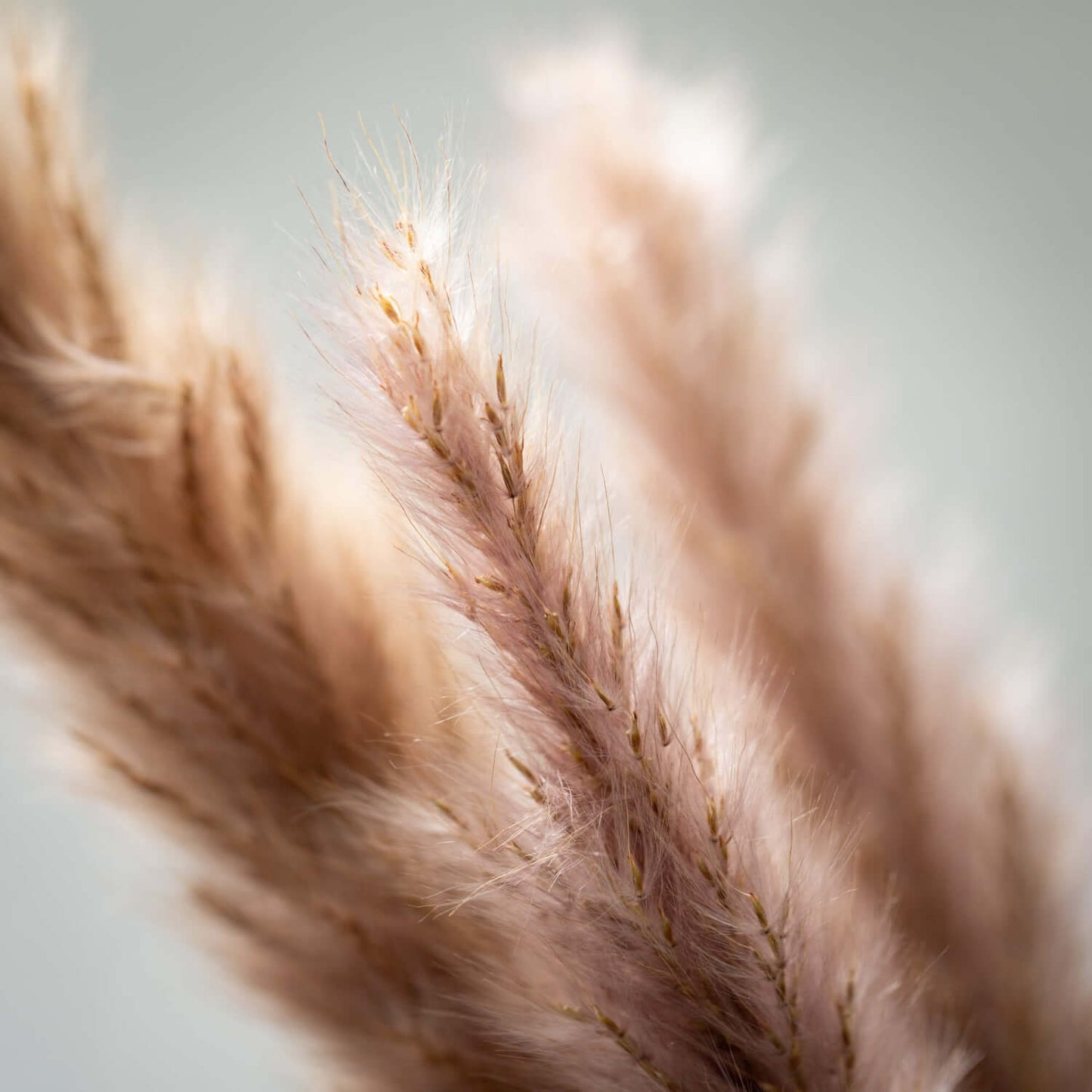 Reed Spray | 38"