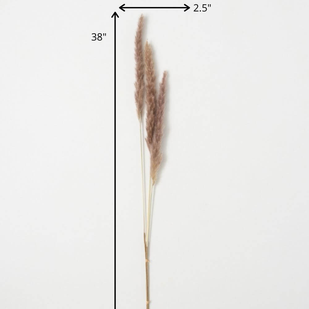 Reed Spray | 38"