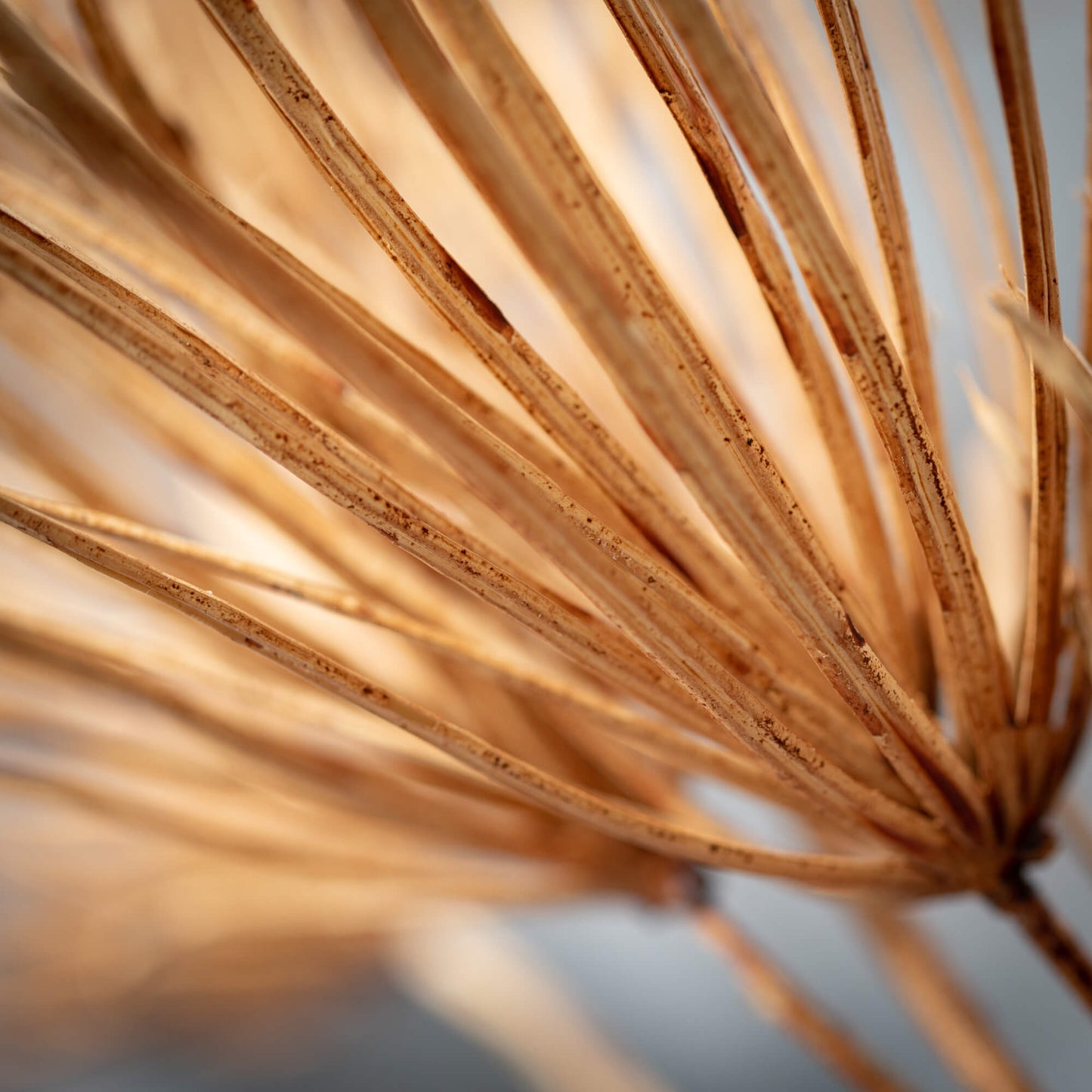 Podocarpus Stem | Cocoa Brown
