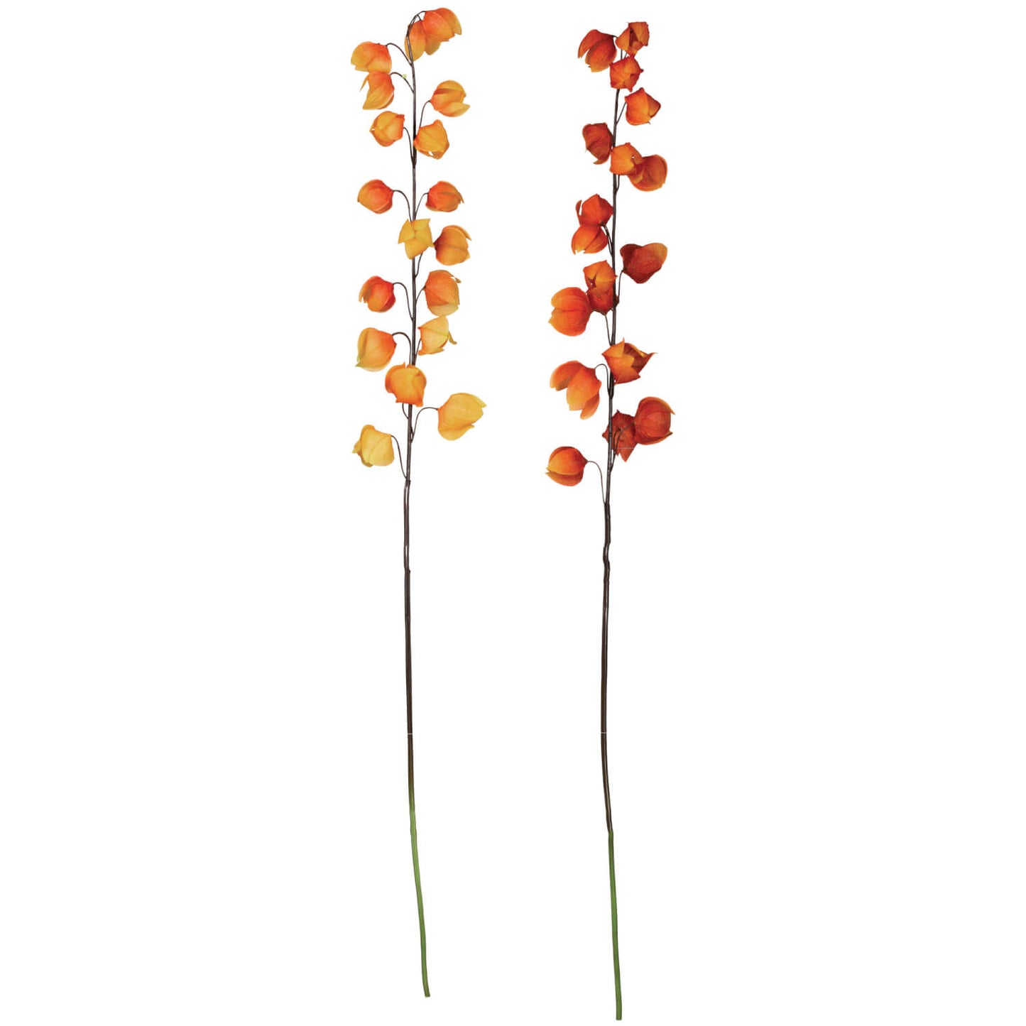 Chinese Lantern Stem | Set of 2