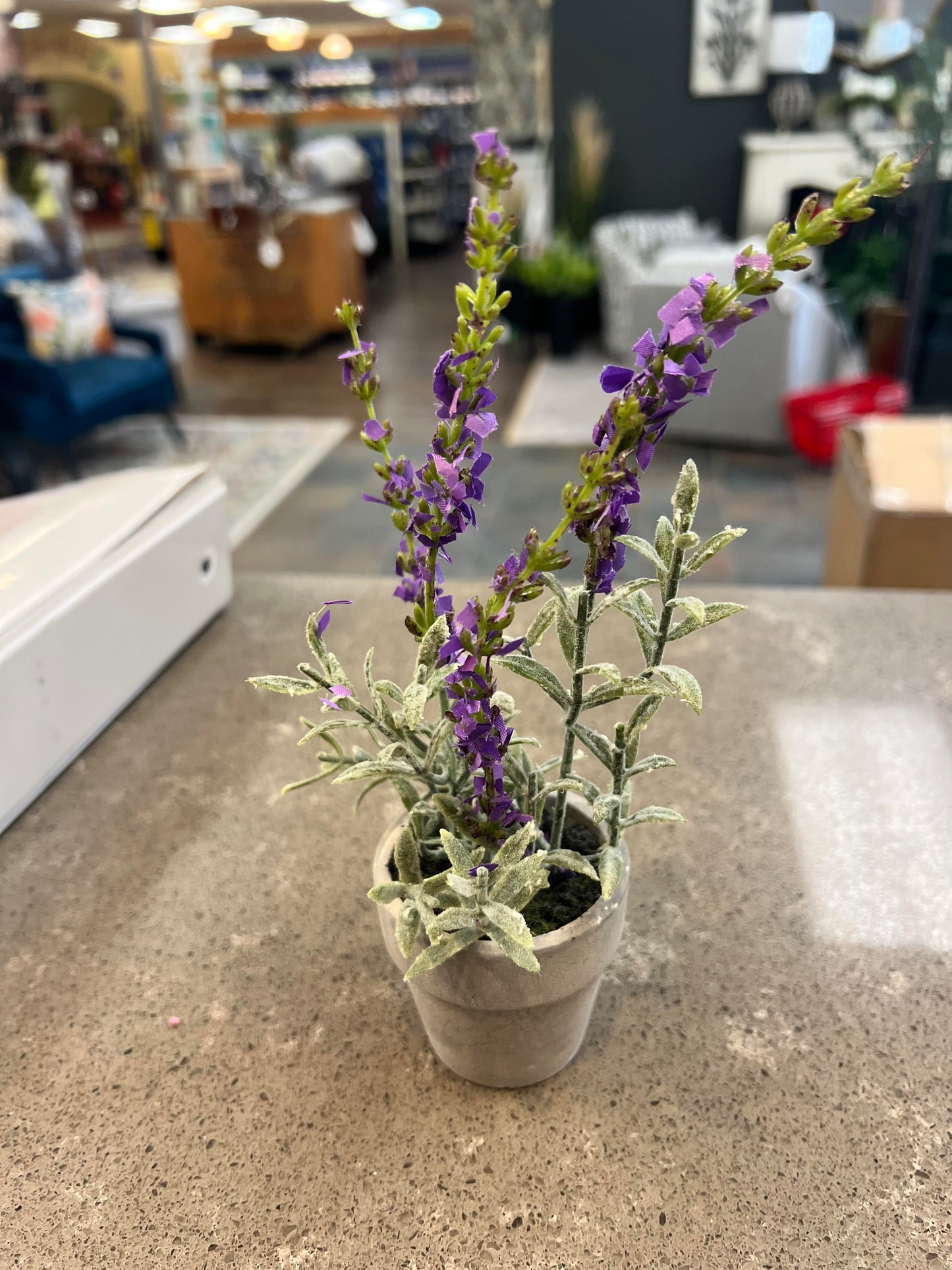 6 Inch Potted Purple Lavender