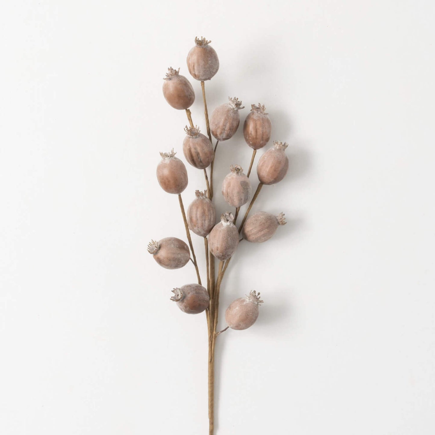 Dried Pod Spray