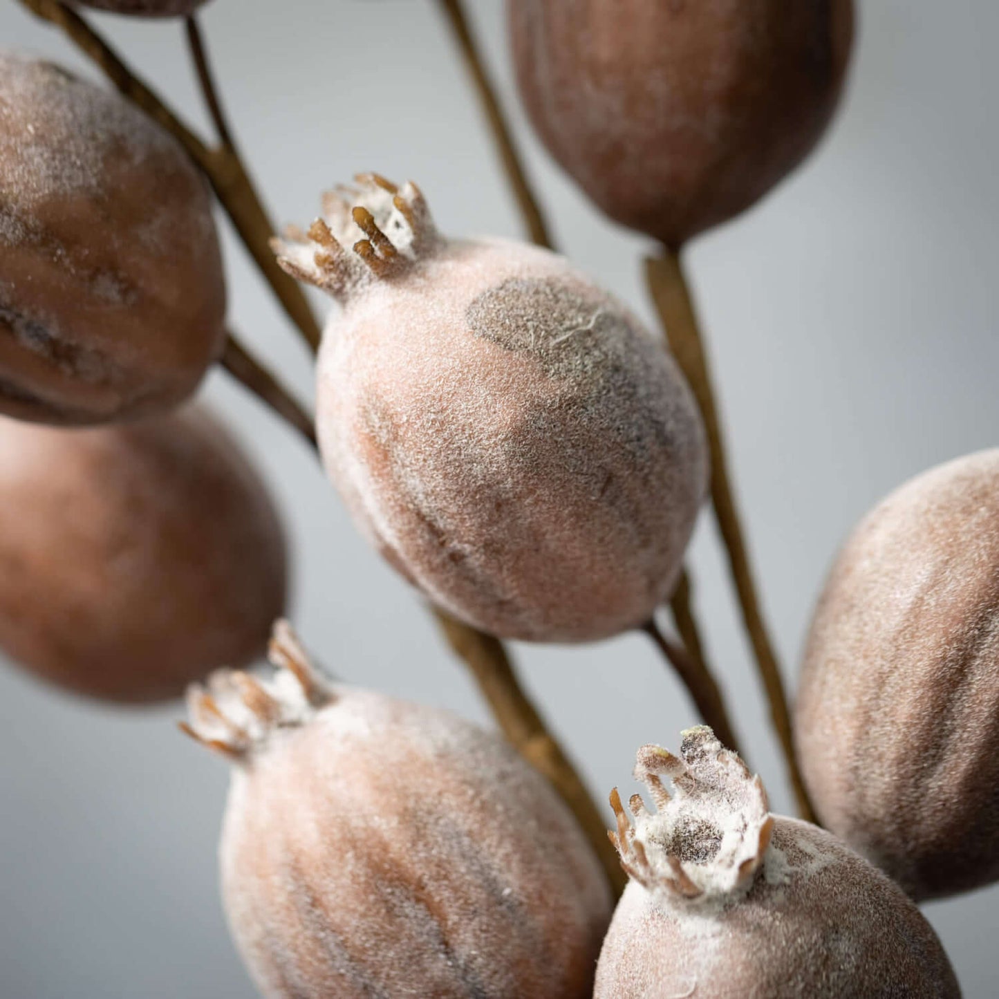 Dried Pod Spray