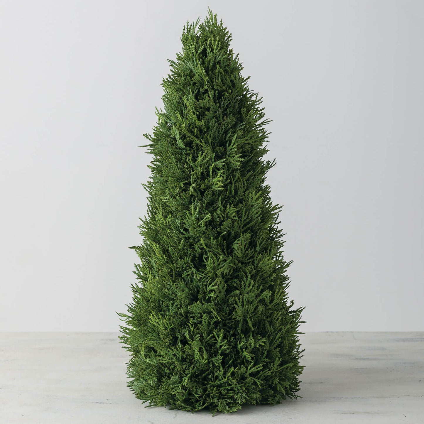 Cedar Tree