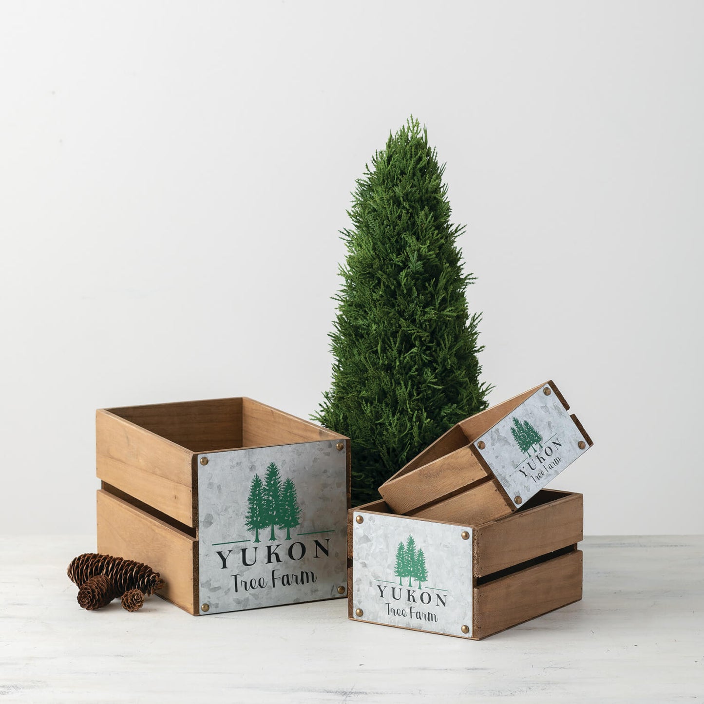 Cedar Tree