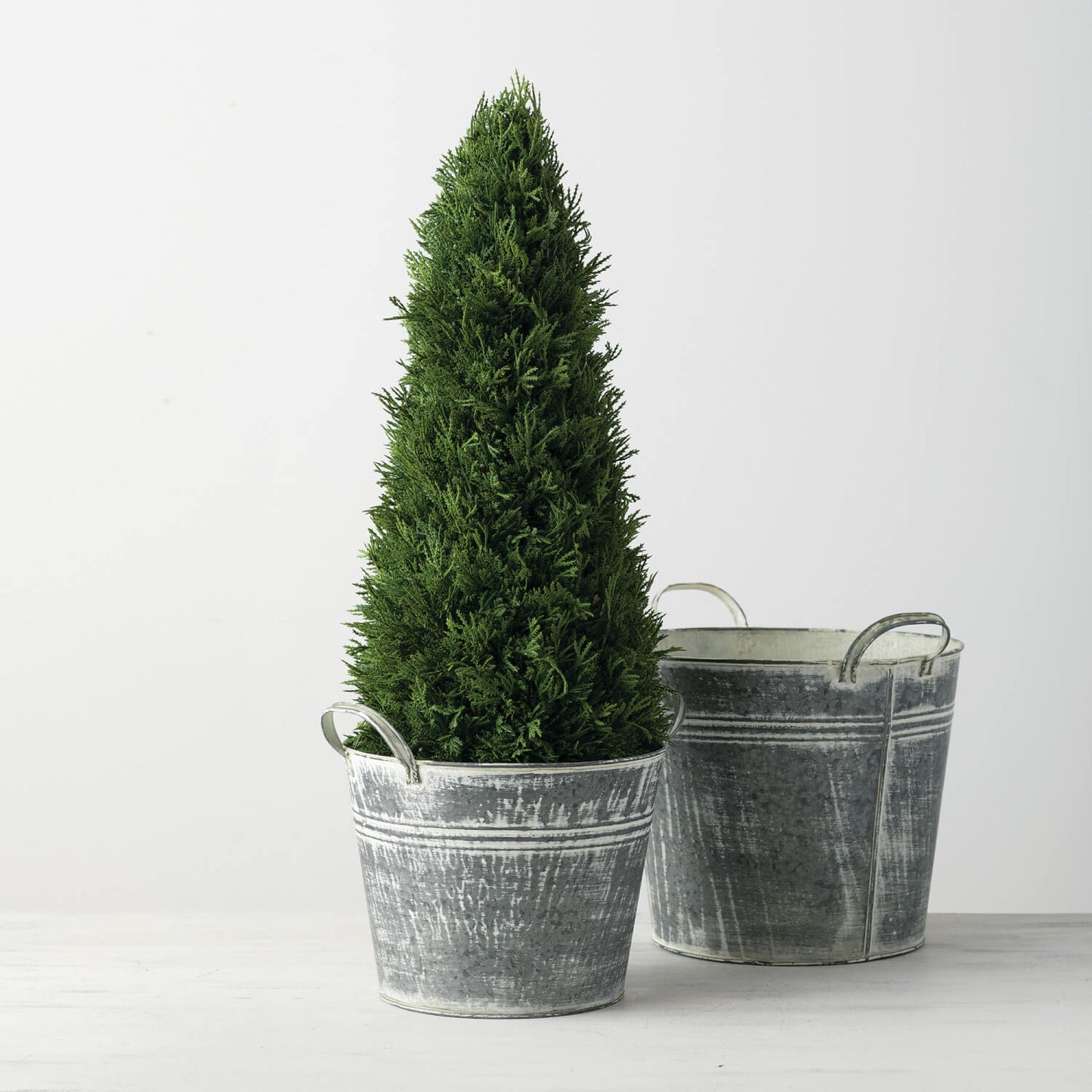 Cedar Tree