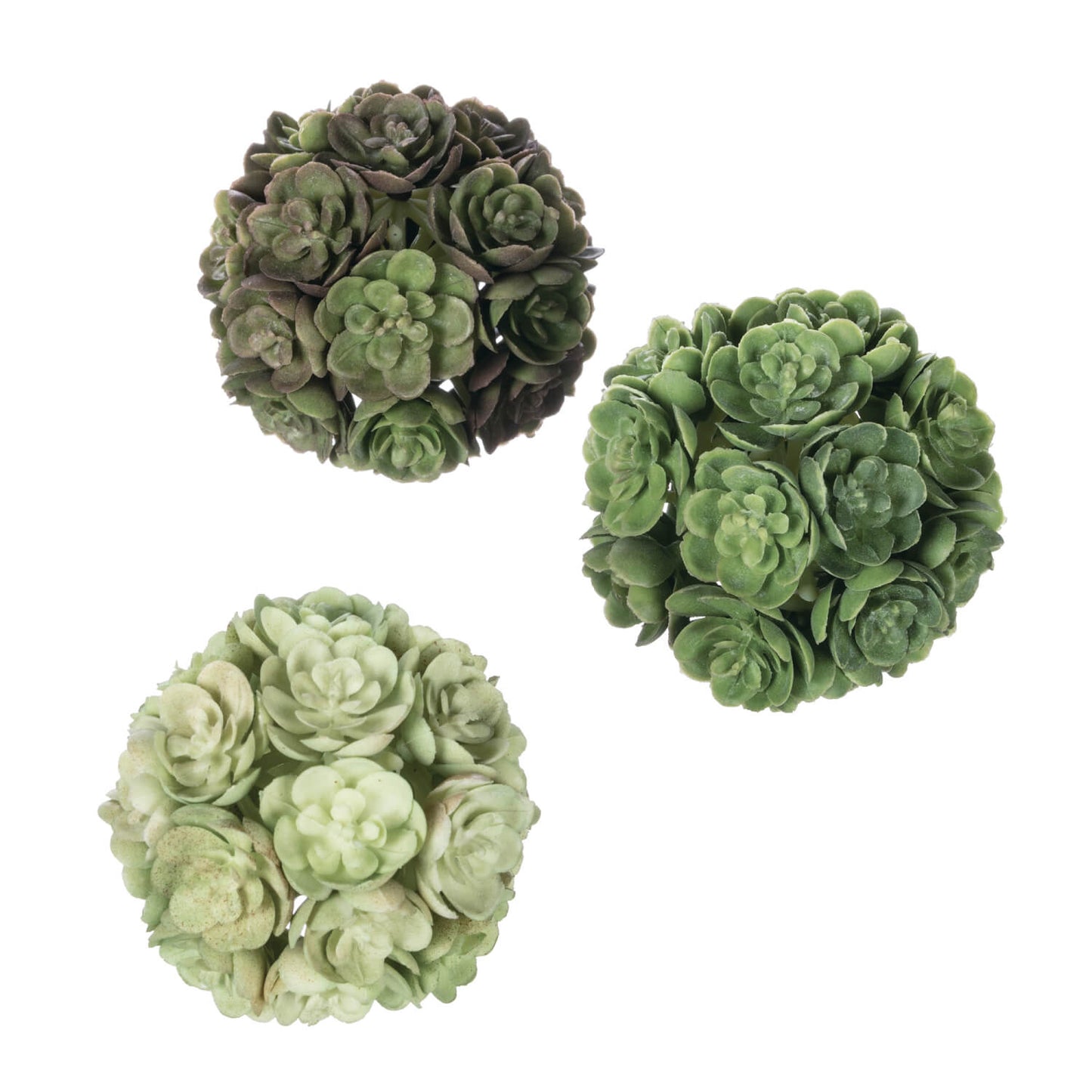 Echeveria Succulent Orbs | Set of 3