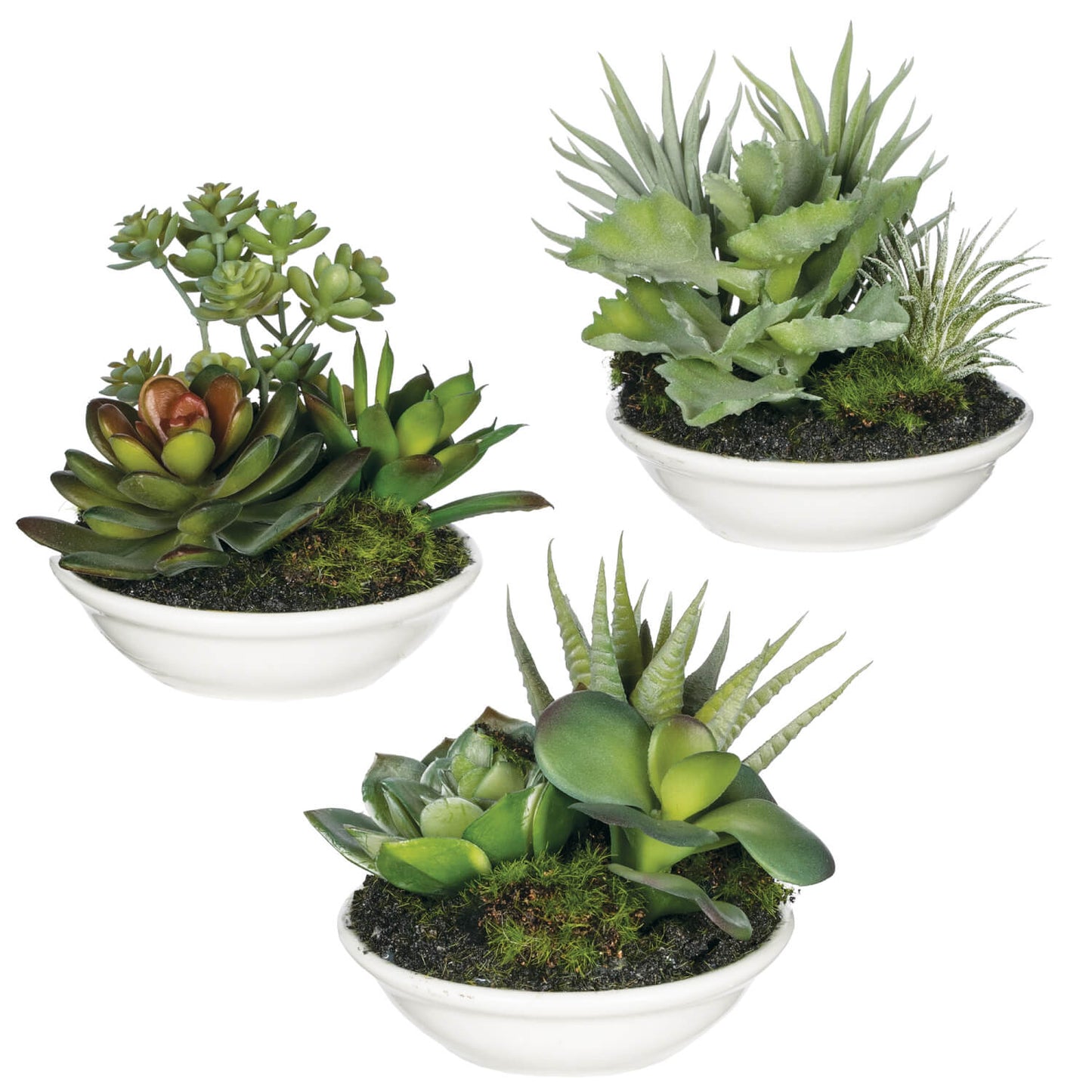 Aeonium Potted Succulents | Set of 3