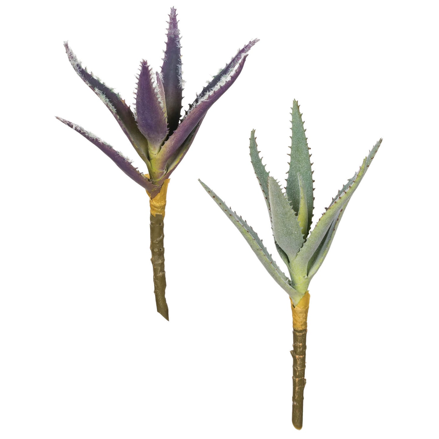 Aloe Succulent | Set of 2