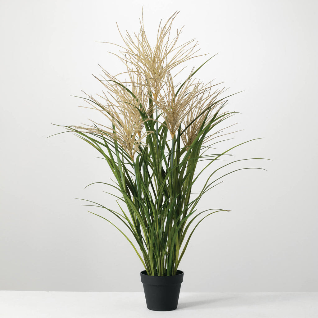 Large POTTED AGAVE REED
