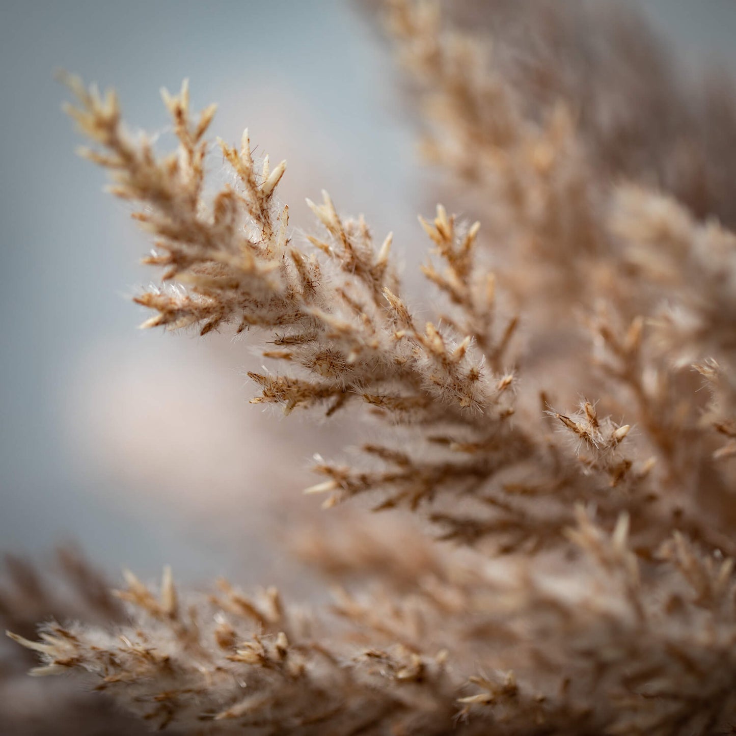 Pampas Grass Bush | Set of 2