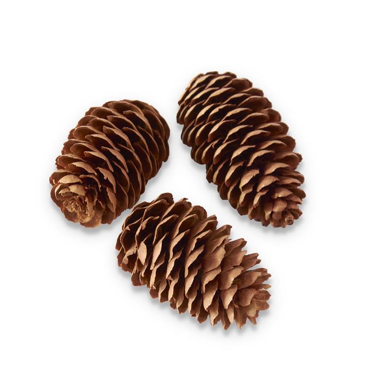 Cylinder of Long Brown Pinecone | 30-32 pc