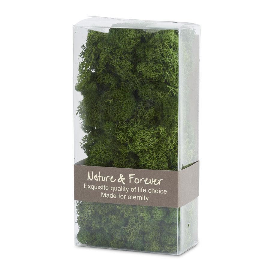 12 Inch Box of Reindeer Moss