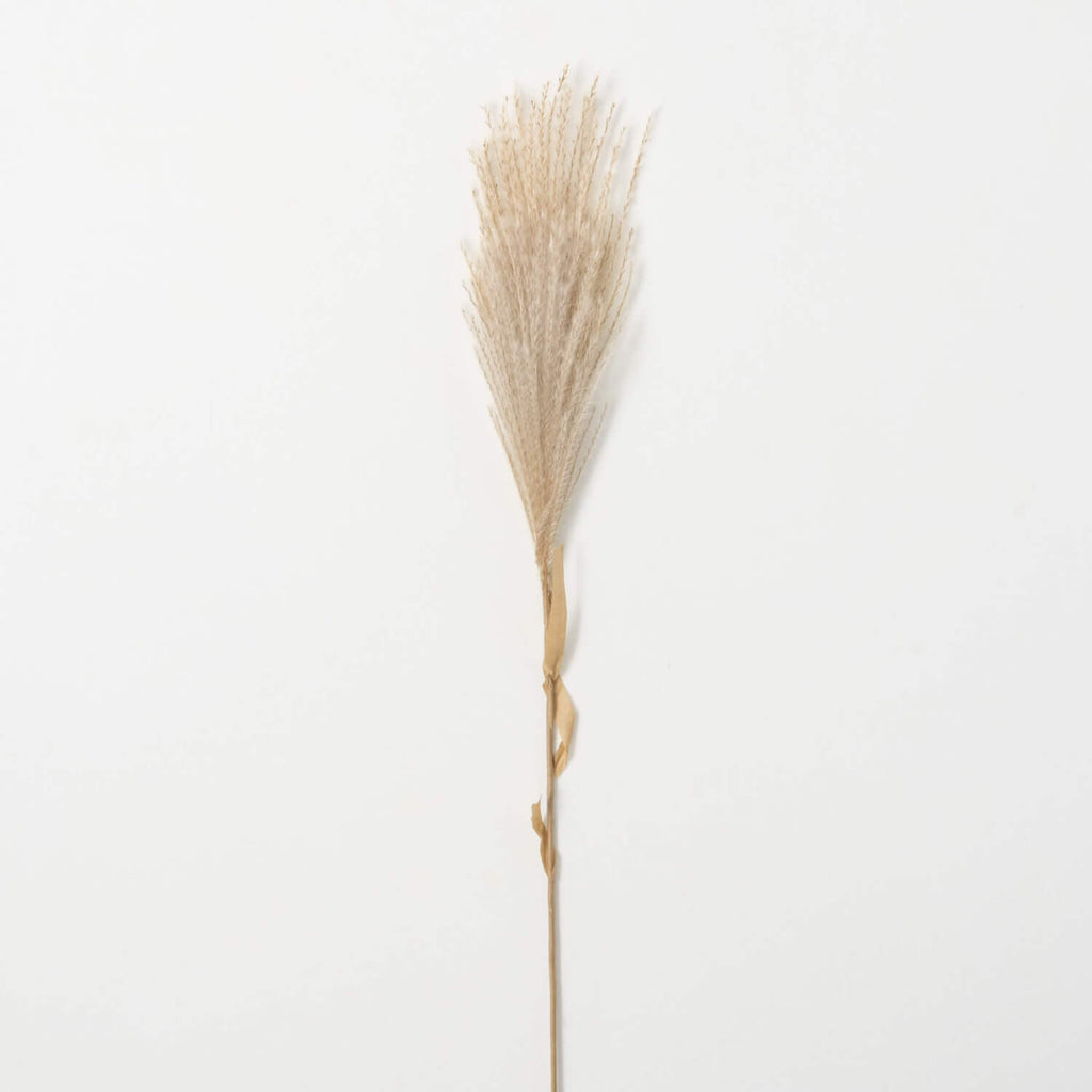 WHEAT-COLORED FEATHERY REED