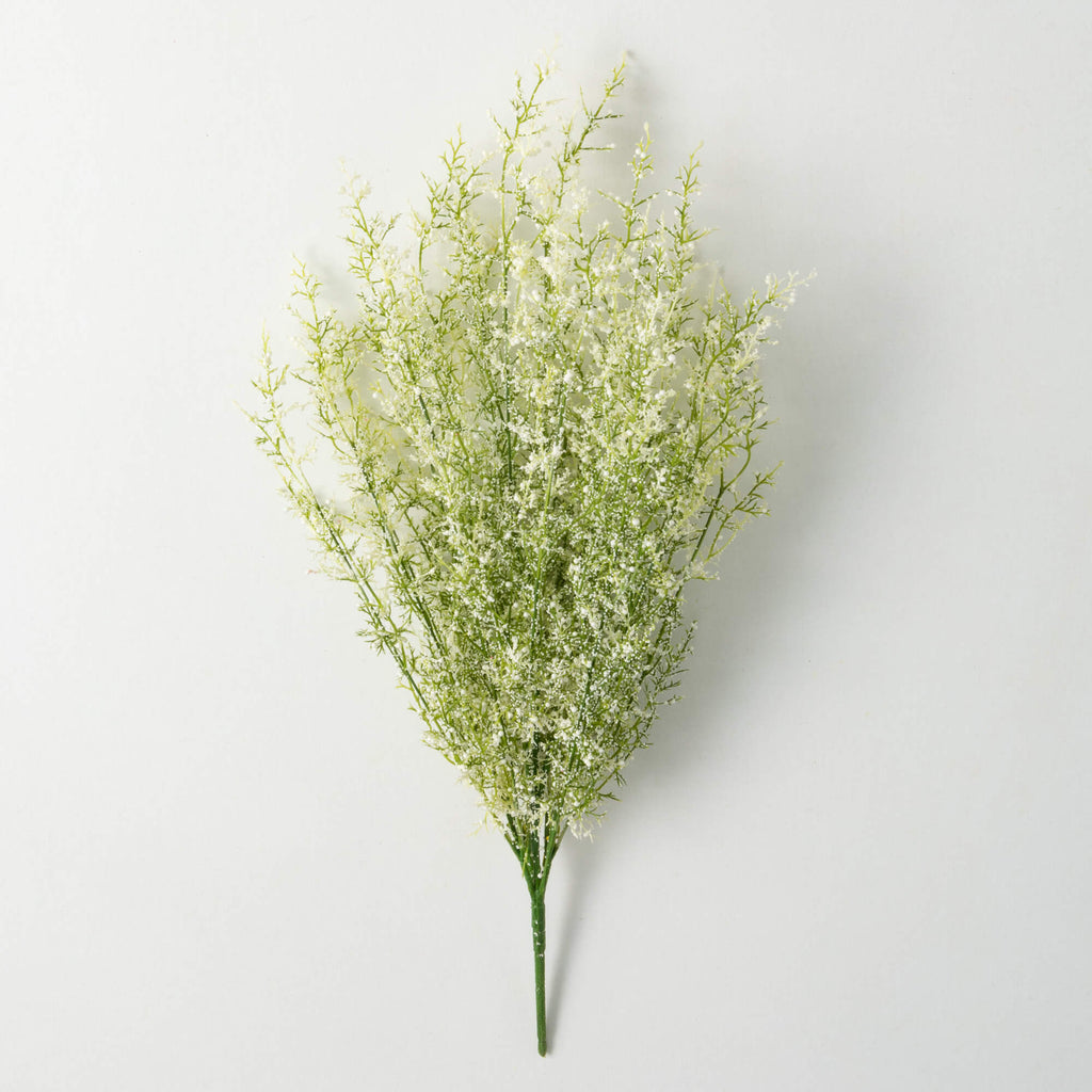 White Fumaria Bush