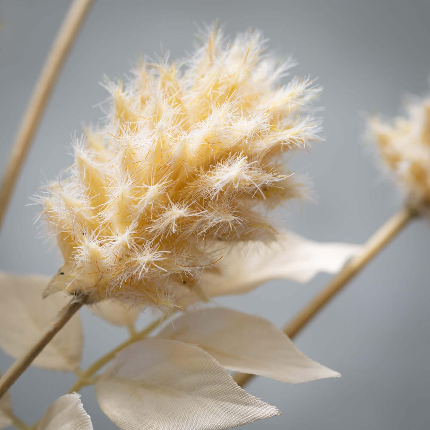 Dried Thistle Spray | Cream