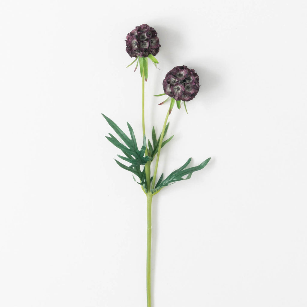 Scabiosa Stem | Plum