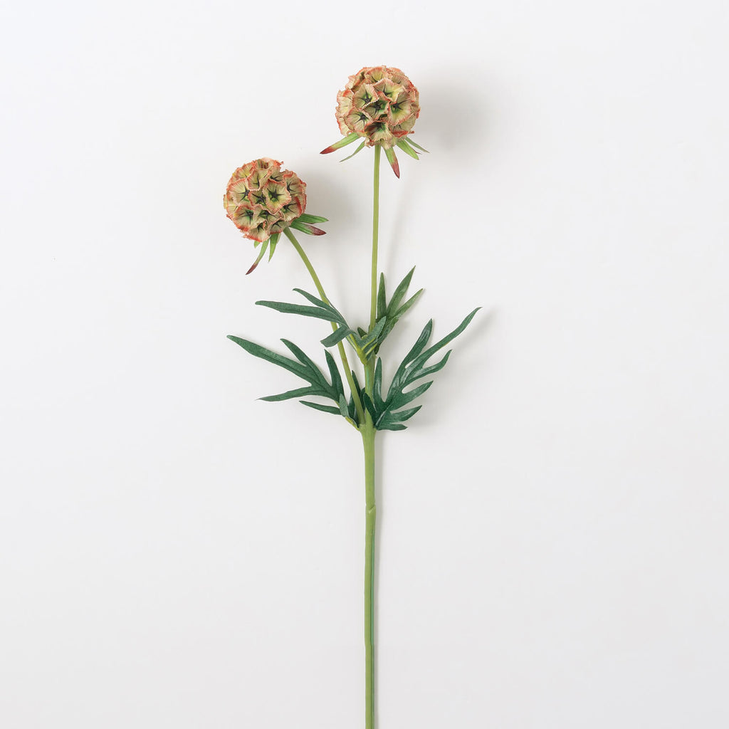 Scabiosa Stem | Rust Green