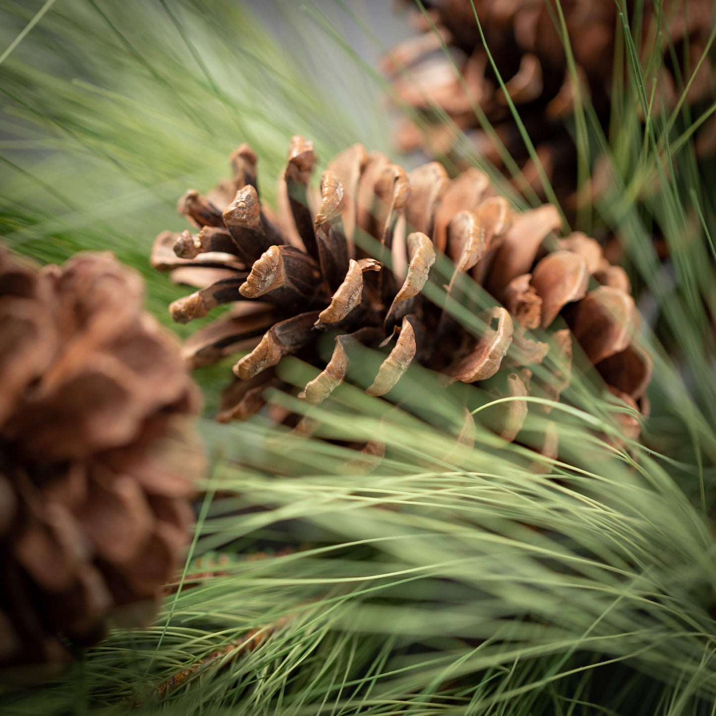 Long Pine Spray