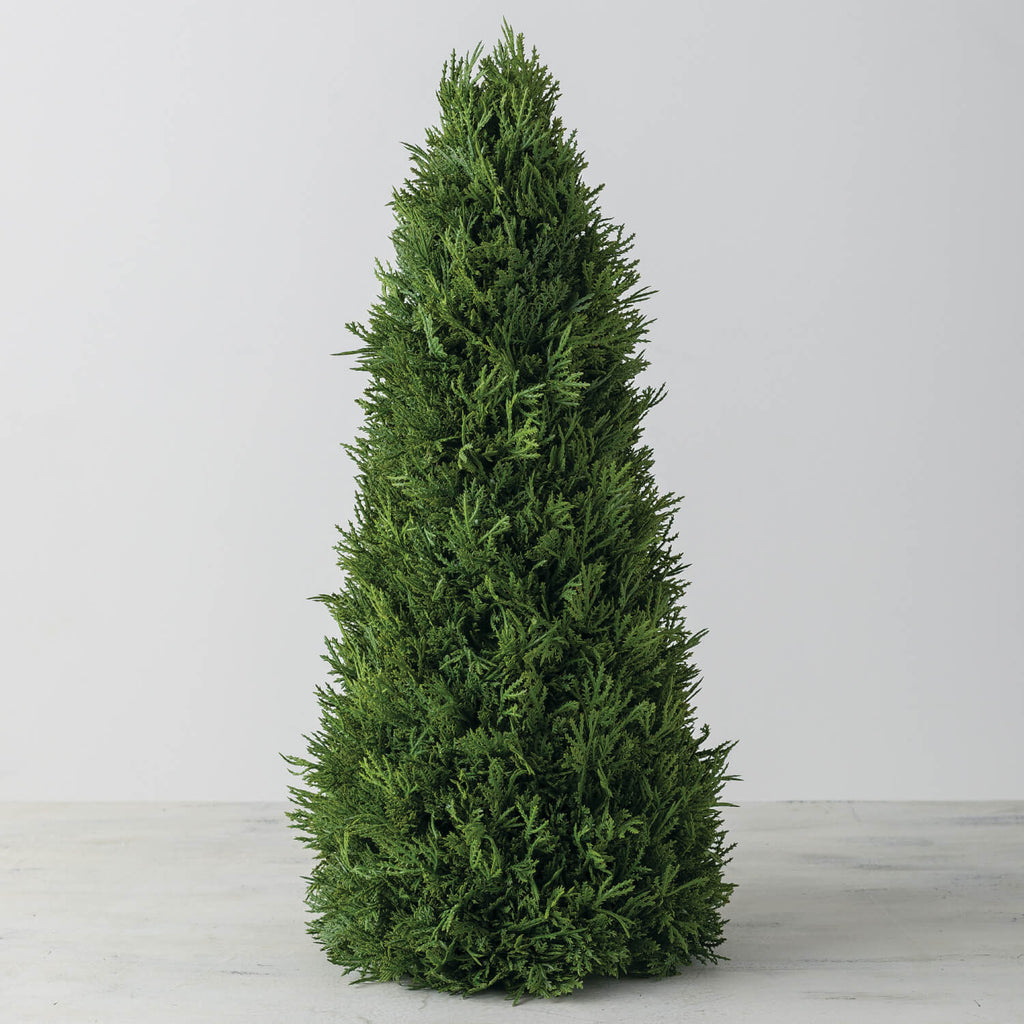 Cedar Tree